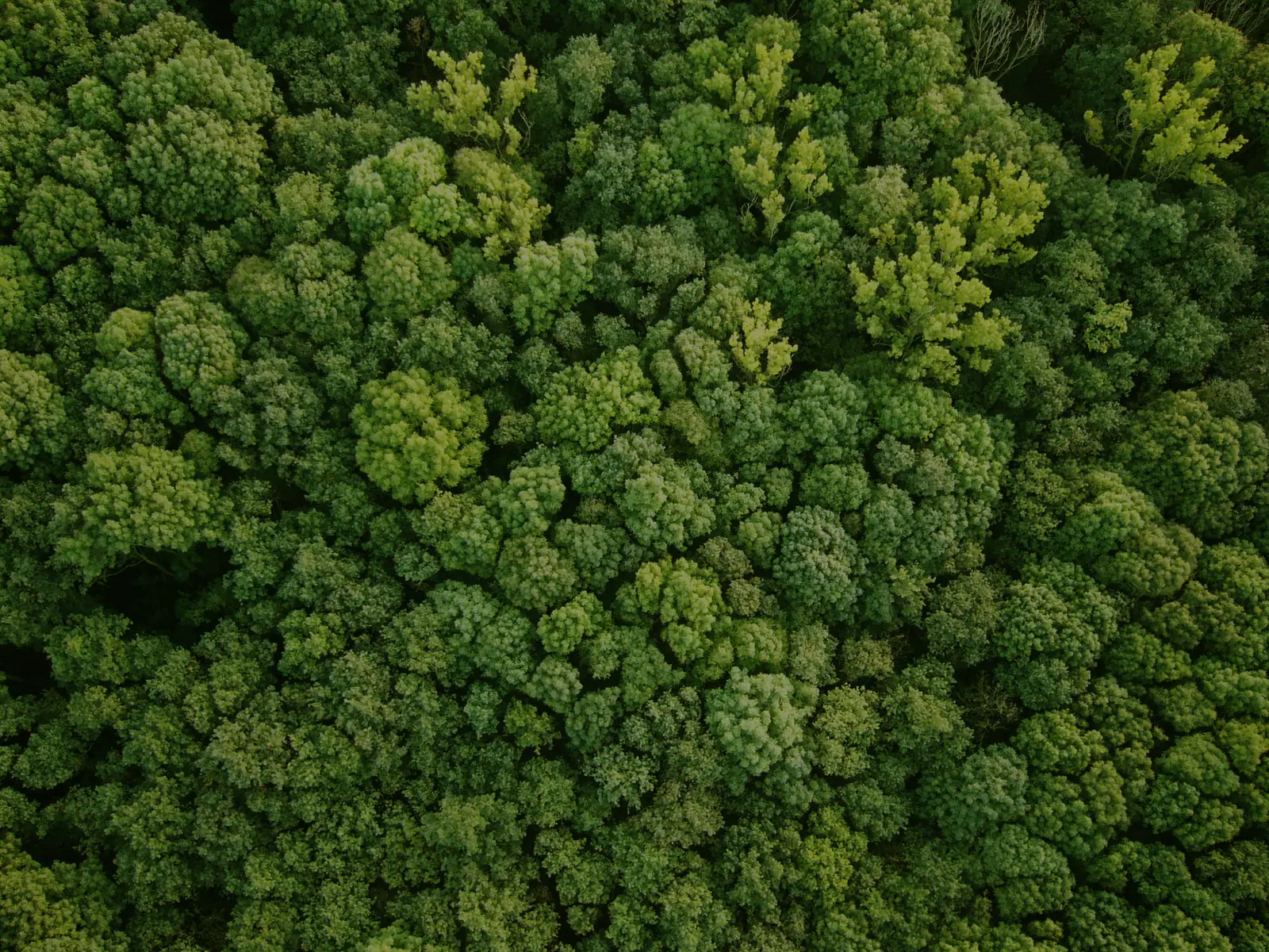 Aerial view of a dense green forest